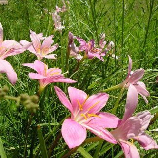 Zephyranthes FADJAR PINK