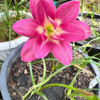 Zephyranthes RUNG SILA