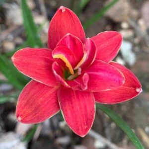 Zephyranthes SRISAWAD