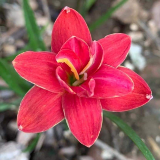 Zephyranthes SRISAWAD