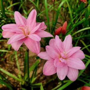 Zephyranthes POONSUK