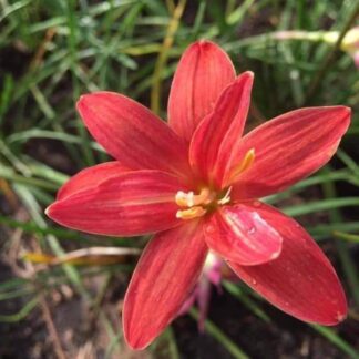 Zephyranthes KHUNPAN