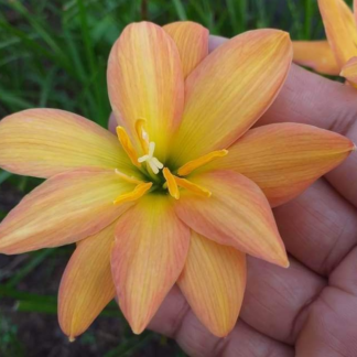 Zephyranthes YELLOW CAVE