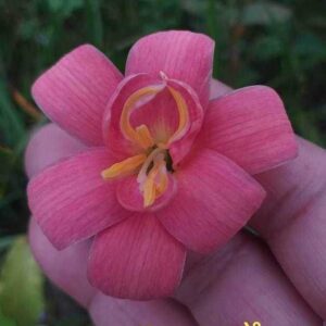 Zephyranthes Laksanawadee