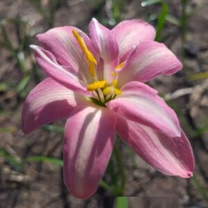 Zephyranthes LEELAWADEE