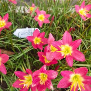 Zephyranthes Daenglumduan
