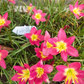 Zephyranthes Daenglumduan