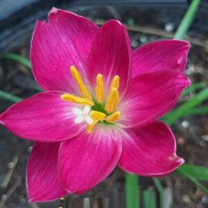 Zephyranthes Ployprae