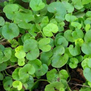 Dichondra Seeds 1 ounce