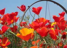 Red California Poppy 1 Ounce