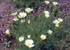 White California Poppy 1 Ounce