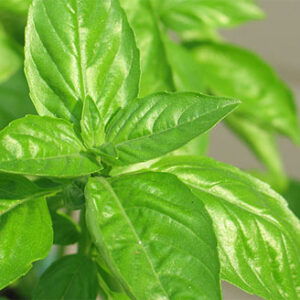 Basil Martina 1/4 ounce