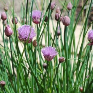 Chives 1/4 ounce Seeds