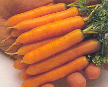Carrot Little Finter 1 ounce