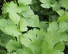 Cilantro 1 ounce