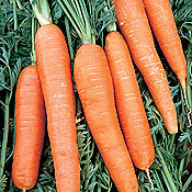 Carrot Scarlet Nantes 1 ounce