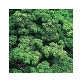 Parsley Curley "Forest Green" 1/2 ounce