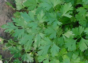 Italian Parsley Flat Leaf "Gepitto" 1/2 ounce
