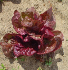 Lettuce Ruby Red 1/2 ounce