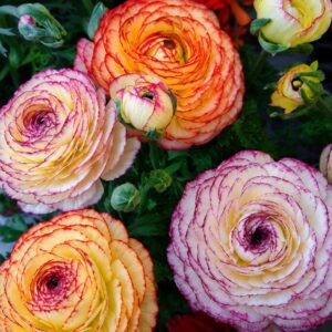 25 Mixed PICTOEE Ranunculus