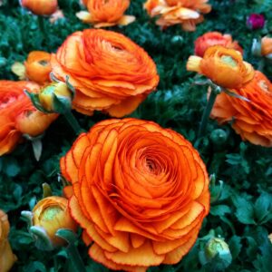 25 ORANGE PICTOEE Ranunculus