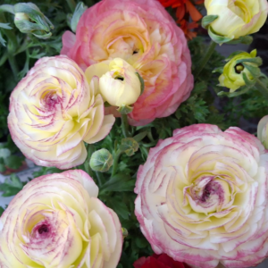 25 PINK PICTOEE Ranunculus